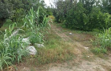 زمین مسکونی باغی