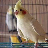 خریدار تمامی تخم های پرندگان شما