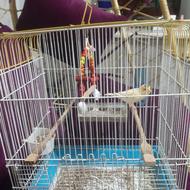 قناری نر بالق به شرط