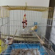 یک عدد قناری نر بالغ به شرط