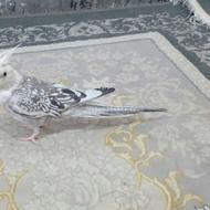 عروس هلندی ، قفس و لوازم