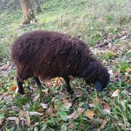 فروش یک راس بره ماده