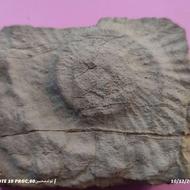 فسیل فروشی کاملا طبیعی