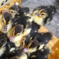 چند عدد جوجه اردک اسرائیلی