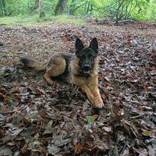 ژرمن شپرد اصیل واگذاری