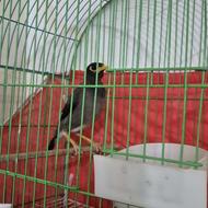 پرنده .مرغ مینا