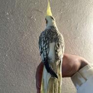 طوطی عروس رام