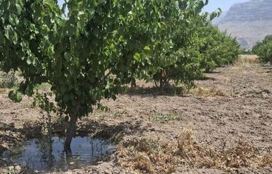 باغ شهری نقش رستم (حسین اباد)