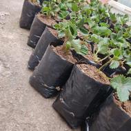 توت فرهنگی گلدانی سابرینا