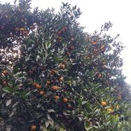 فروش پرتقال سر درختی فوری