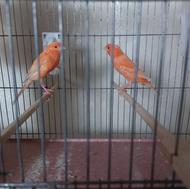 چند جفت قناری موزاییکی،رد،برفکی، گلبسر