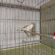 فروش قناری،