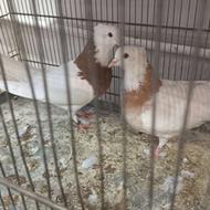 طوقی های آس