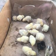 تخم برهما اصیل. نطفه دار