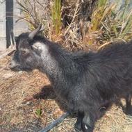 کهره نر چاق مناسب داشت