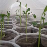 نهال بادرنگ