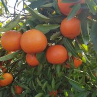 فروش نارنگی پیچ