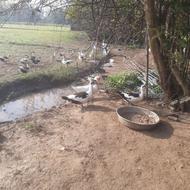 اردک اسراییلی درشت