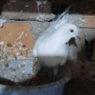 3 عدد کبوتر ماده