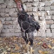 خروس لاری افغان