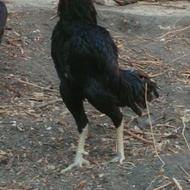 لاری اصل به رنگ مشکی