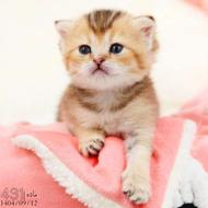 گربه های اشرافی