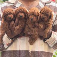 واگذاری سگ پودل _ توی پودل _ پت شاپ