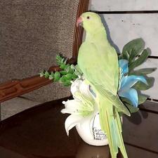 خریدارزمین درشهرک فرهنگیان وفازسه درحدسه میلیارد 09301759535