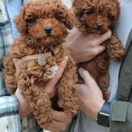 سگ توی پودل _ واگذاری تیکاپ