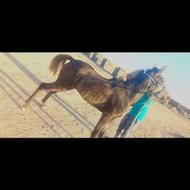 کره اسب مادیون