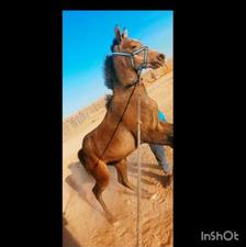 کره اسب مادیون