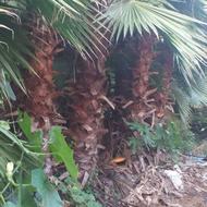 فروش گل و گیاه