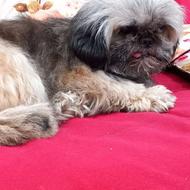 ,واگذارسگ شیتزو ماده سوپر فلت