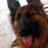 گمشده سگ ژرمن