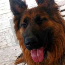 گمشده سگ ژرمن