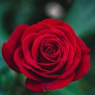 دکتر میخوام