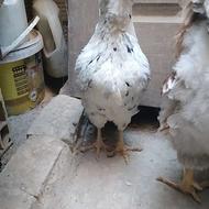 مرغ گلین لری