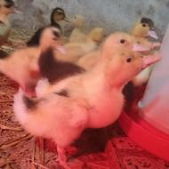 جوجه اردک سالم واکسن خورده