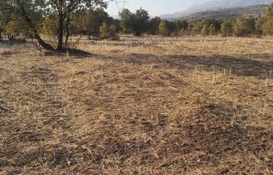 فروش زمین کشاورزی دیم