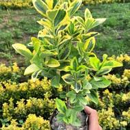 شمشاد طلایی حراج