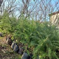 انواع کاج نایلکسی _ گلدونی _ زباله