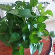 گل پتوس و غیره