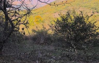 فروش فوقالعاده زمین سرمایه گذاری