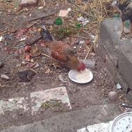 دوعدد خروس جوان و چاق