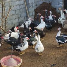 اردک خارجی بالغ و تخمگذار نرو ماده