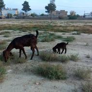 بز پاکستانی و بزغاله اصل نر