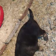 واگذاری توله ماده ژرمن