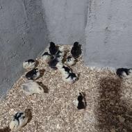 فروش جوجه گلین اصیل