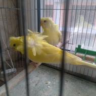 چند جفت مرغ عشق پروانه ای مولد