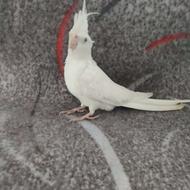 عروس هلندی آلبینو ماده